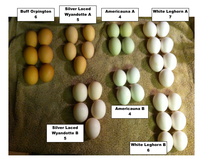 Photo of all the eggs laid by my 7 hens in one week.